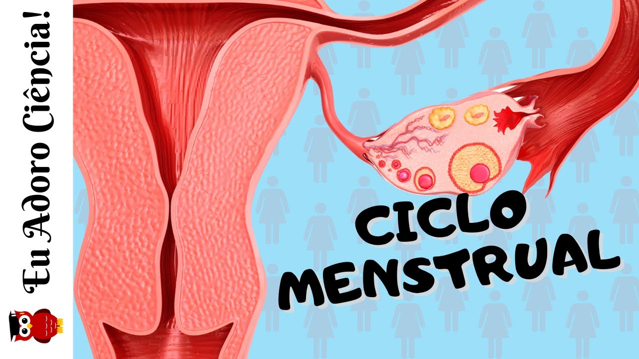 Ciclo Menstrual
