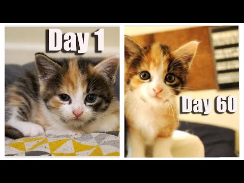 Day 1 to 60: Growing Up New calico Kitten Candle l CrazyCatish