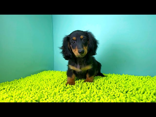 (子犬) 犬種:ダックスフンド・ミニチュア・ロング 女の子 ブリーダー マロニエケンネル MARRONNIER KENNEL k3779の画像