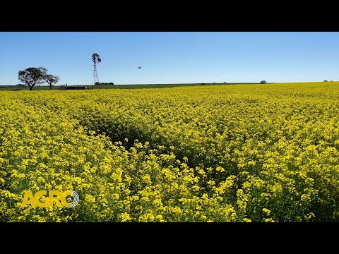 Negocio en crecimiento: Colza y Cover Crops marcan la diferencia en Tucumán (#1151 2025-08-30)