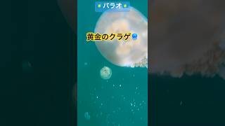 【🇵🇼パラオ】黄金のクラゲ🪼と泳げる世界遺産の湖@ロックアイランド・ジェリーフィッシュレイク