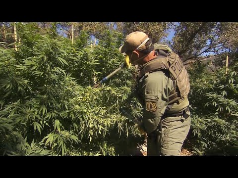 Illegal marijuana farms ravage America's national forests
