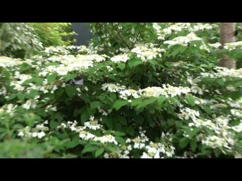 Chelsea Flower Show 2012 - Viburnum plicatum mariesii - Etagen-Schneeball