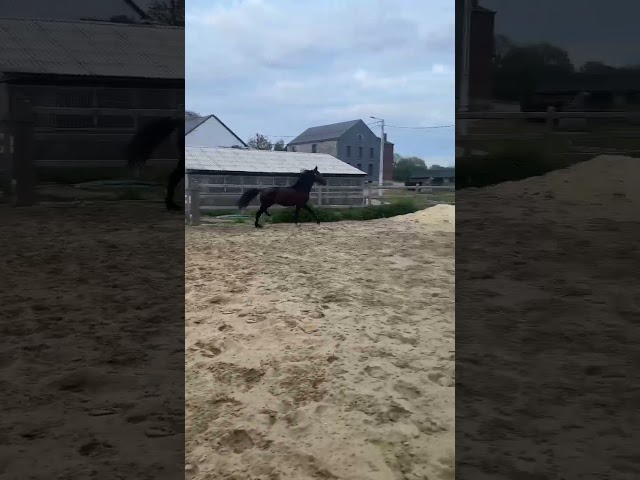 Entire KWPN Dutch Warmblood For sale 2024 Dark Bay
