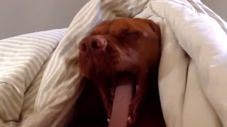 Смотреть онлайн Пес злится на будильник, который его разбудил