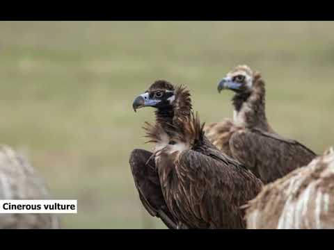 Vultures in Tamil Nadu