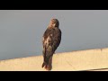 BZ - 2026-08-08 AM - FIRST EVER SIGHTING: Momma on Stadium Fence, P2 Joins Her Then  to Humphreys.