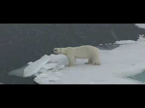download lagu mp3 mp4 Lonely Polar Bear, download lagu Lonely Polar Bear gratis, unduh video klip Lonely Polar Bear