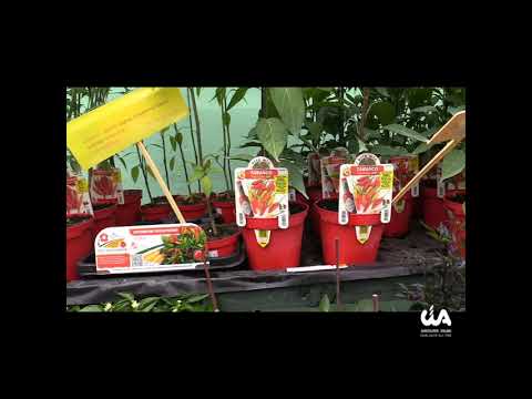 Vivai Aime: a tutto colore!