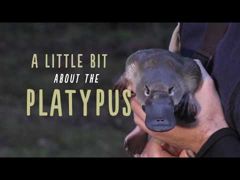 A Little Bit About Platypus