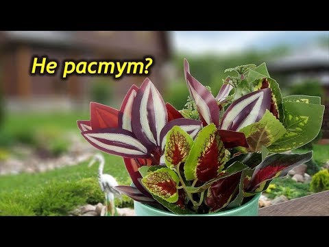 Почему не растут комнатные растения???