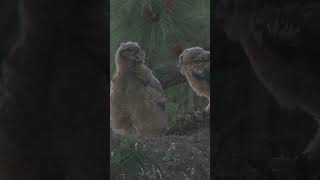 アメリカワシミミズク成長記録　Great Horned Owl　2026/04/04 夕方 #short #losangeles  #ミミズク  #greathornedowl