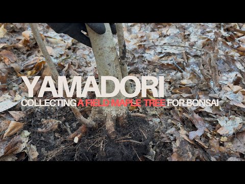 [YAMADORI/山採りDIARY #02] - Collecting A Field Maple Tree for Bonsai