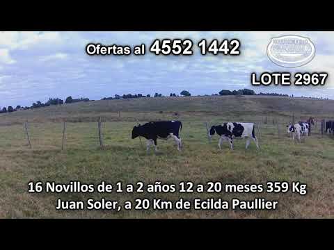 Lote 16 Novillos 1 a 2 años 15 HO - 1 KIWI 359 Kgkg -  en Juan Soler, a 20 Km de Ecilda Paullier