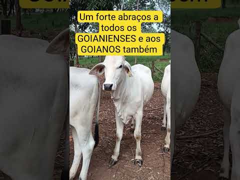 HOMENAGEM A TURMA DO AGRO DE GOIÁS #goiânia#goiás#fazenda#nelore #gado Goiás