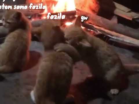 Ini kemauan elu fazila gw ksih 🙃