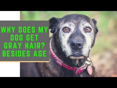 Why Does My Dog ​​Get Gray Hair? Besides Age