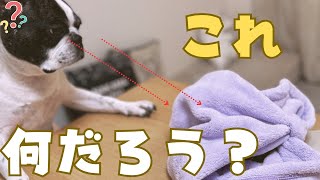 ちょっとしたプレゼント渡してみた