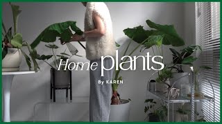 [HOME PLANT] Introducing my favorite home plants #foliage plants #Interior