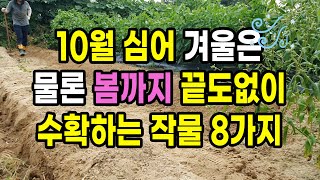 10월에 심어 겨울은 물론 봄까지 끝도없이 수확하는 작물 8가지