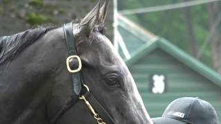Arrogate on Track