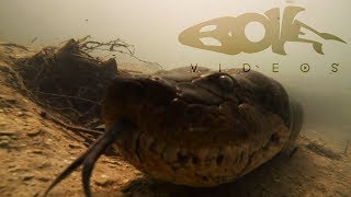 nuota-con-un-anaconda-gigante-il-video-da-brividi