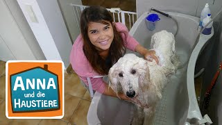 Ein Tag beim Hundefriseur | Information für Kinder | Anna und die Haus