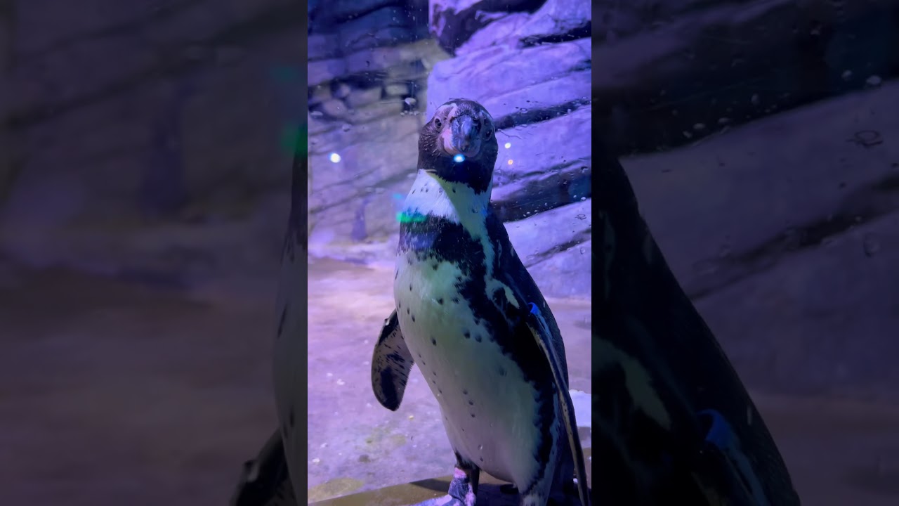 YouTube Short thumbnail