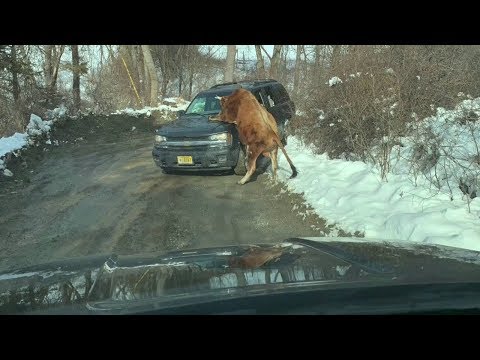 NJ Sparta Out–Of–Control Bull