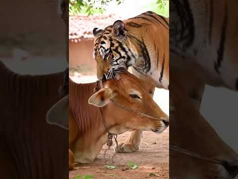 "Tiger  vs Cow in Village Farm#wildlife #tiger #cow#animation #animals