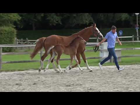 Jarko Van Het Waterhof Z