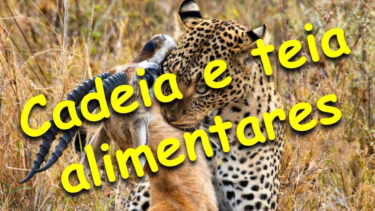 A cadeia e a teia alimentares.