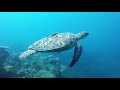 Tauchen in Moalboal mit dem Blue Abyss Diveshop vom 26.03.  bis 06.04.2018, Nacktschnecke, Schildkröte, Meeresschildkröte, Blue Abyss Dive Shop, Cebu, Philippinen