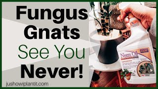 Get Rid Of Fungus Gnats In Indoor Houseplants- Kiss Fungus Gnats GOOD BYE!