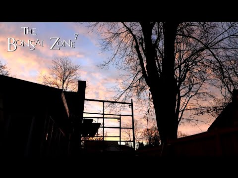 Tropical Bonsai Outside in November!, The Bonsai Zone, Nov 2020