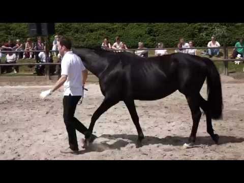 Stutfohlen von Millenium u.d. Orelie v. Hohenstein