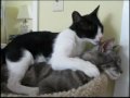 When Love Comes Around - Best Kitty Video!