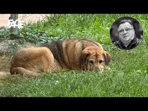 Potresne scene u Bešlićevom domu: Halidov pas nakon njegove smrti ne jede i ne pije!