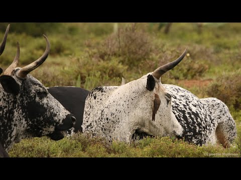 Red-billed Oxpeckers on cattle near Riebeeck East (Rooibekrenostervoëls)