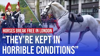 Household Cavalry horses given ‘dirty water’ and ‘shouted at’, whistleblower tells LBC