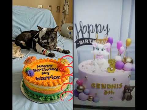 Cat sad story birthday cat #animalintelligence #cat #cake #o #cute #aiandcats #happybirthday #aicats