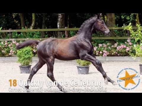 18 Quickly van de Celiebrug (Cornet Obolensky x Darco)