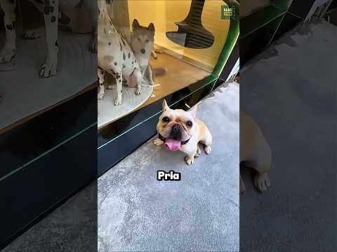Rumah Anjing Ini Menyelamatkan Majikannya Saat Diusir‼️😳