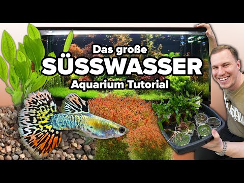 The Freshwater Aquarium TUTORIAL - No idea? No problem! *LOW-BUDGET*