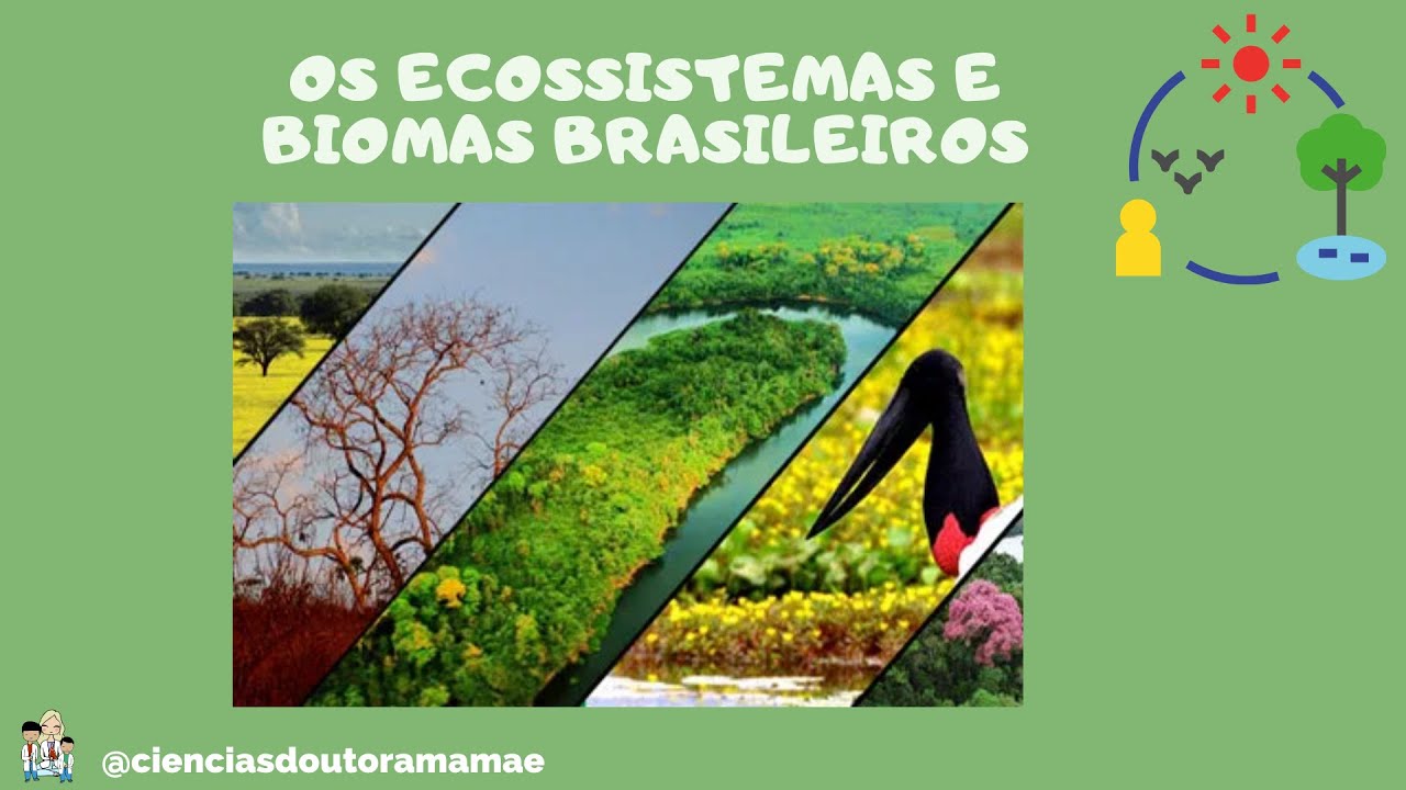 Ecossistemas e Biomas Brasileiros Ensino Fundamental