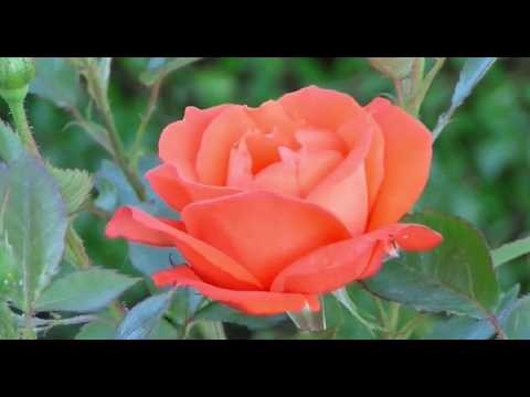 Dáma s hranostajem - Vyrostla růža