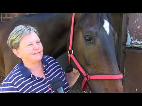 A HORSE CALLED BINGWA