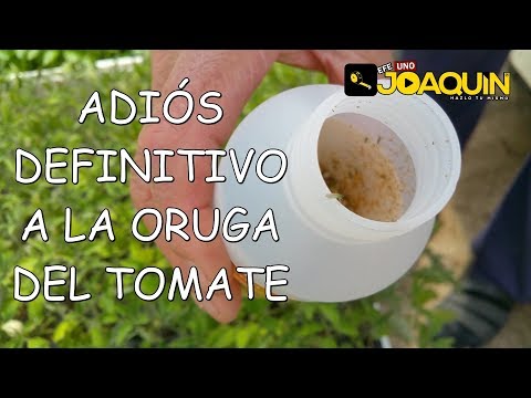 HOW TO COMBAT AND PREVENT THE GREATEST ENEMY OF TOMATO, LA TUTA