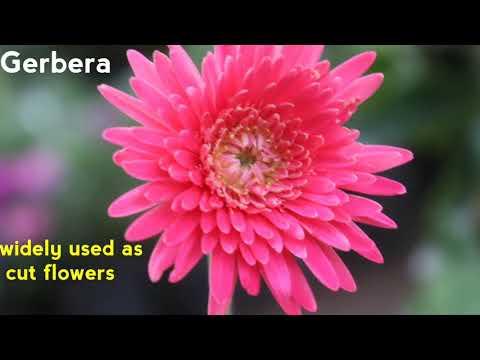 Top 20 flowers of summer season, Terrace garden, गर्मि की फूलवारी Video