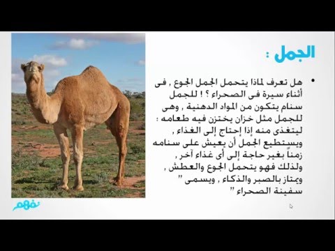 عالم الحيوان - لغة عربية - للصف الرابع الابتدائي -  الترم الثاني - المنهج المصري - نفهم